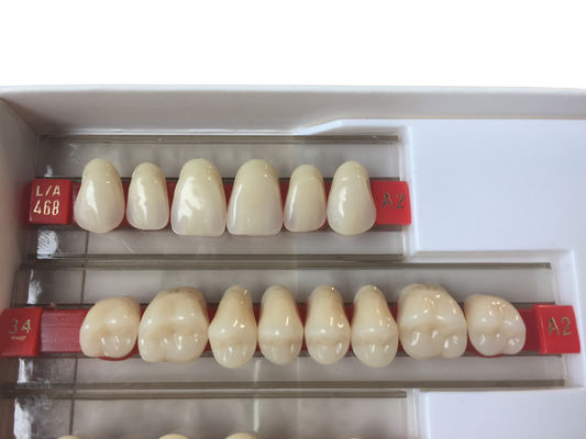Acrylic Resin Denture Teeth Set Repair Surfaces 2 Layers Super Hard Synthetic Dental Teeth
