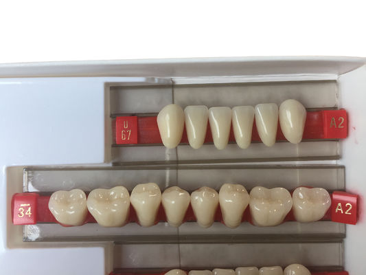 Fake Resin Teeth Composite Resin Denture Teeth Top Hard  3 Layers