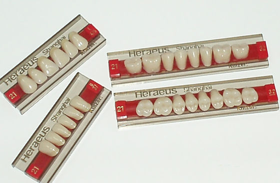 Heraeus Artificial Dental Teeth with High Strength and Wear Resistance